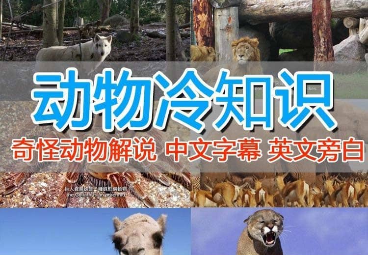 外面卖1699的国外纪录片解说（动物解说、美食、动画片）稳过中视频|琦哥资源